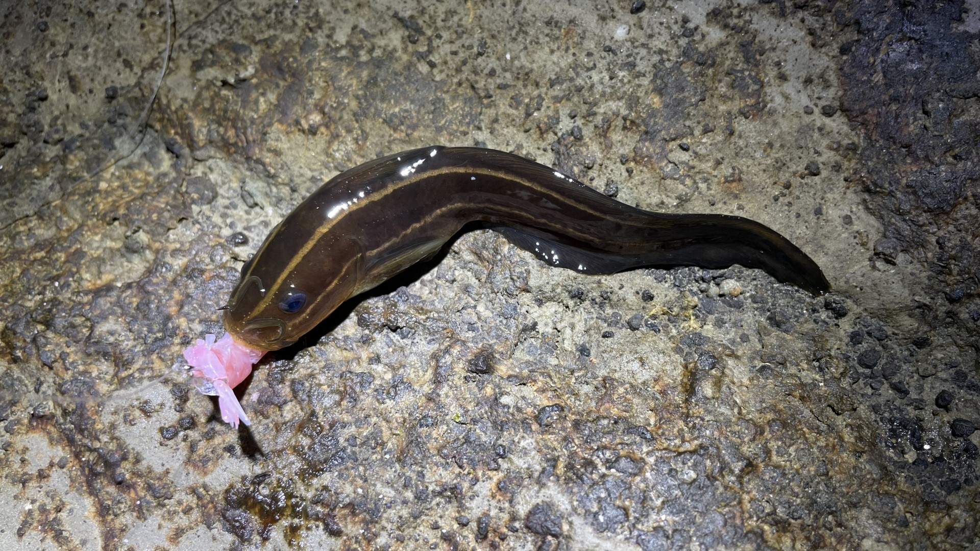 釣り　毒　魚　ゴンズイ